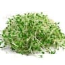 Sprouts: Alfalfa