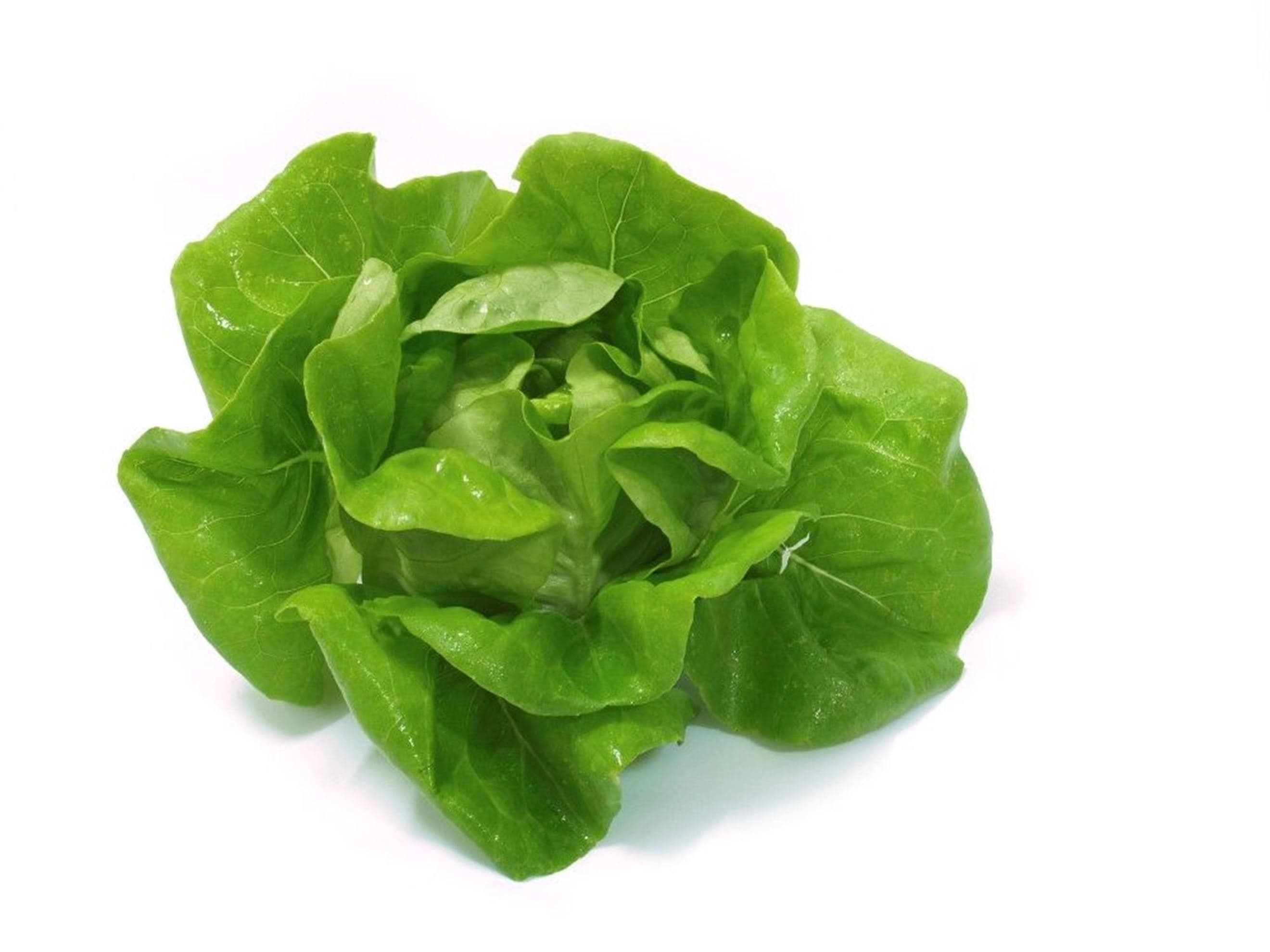 Lettuce Organic