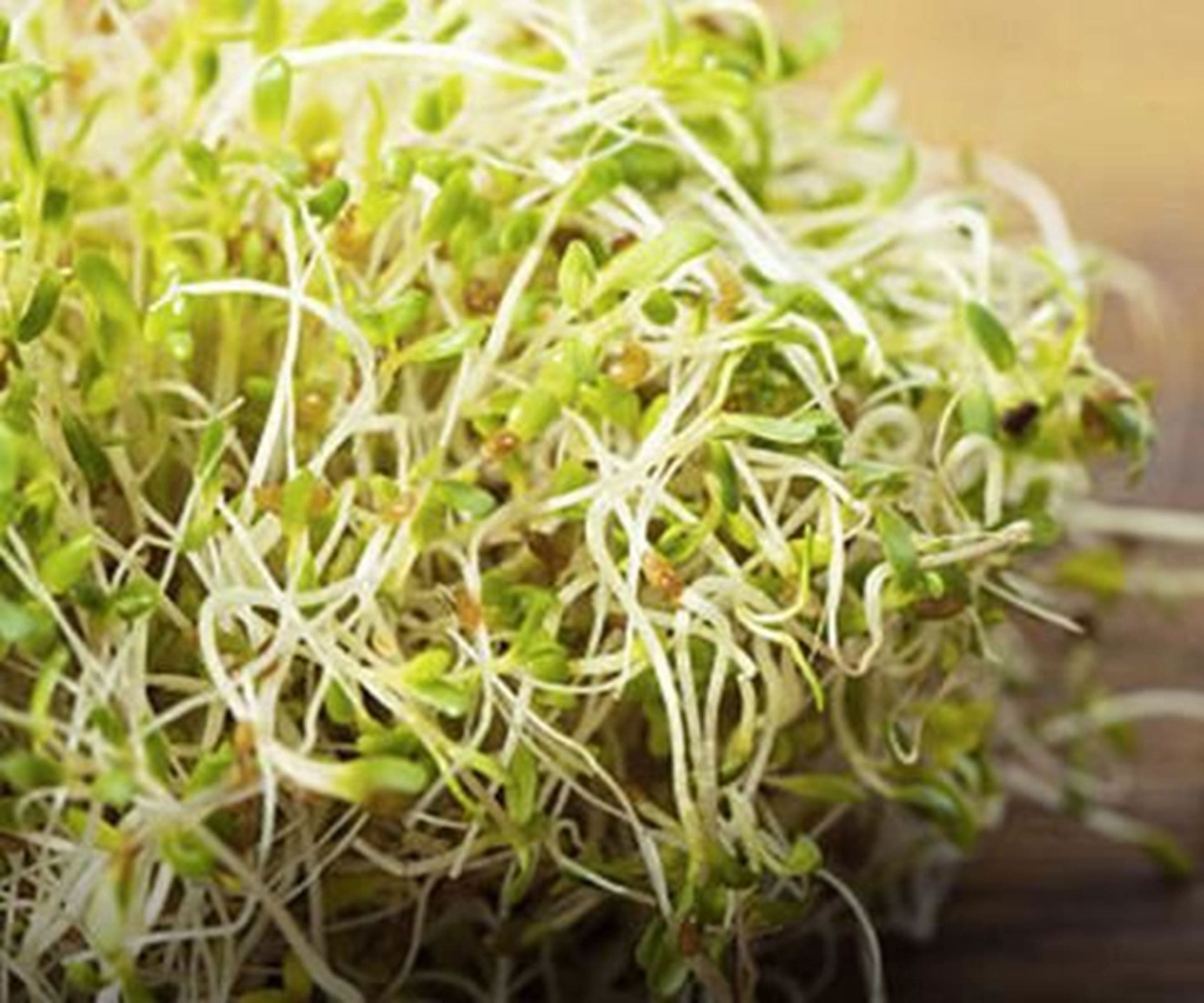 Sprouted Seeds Organic