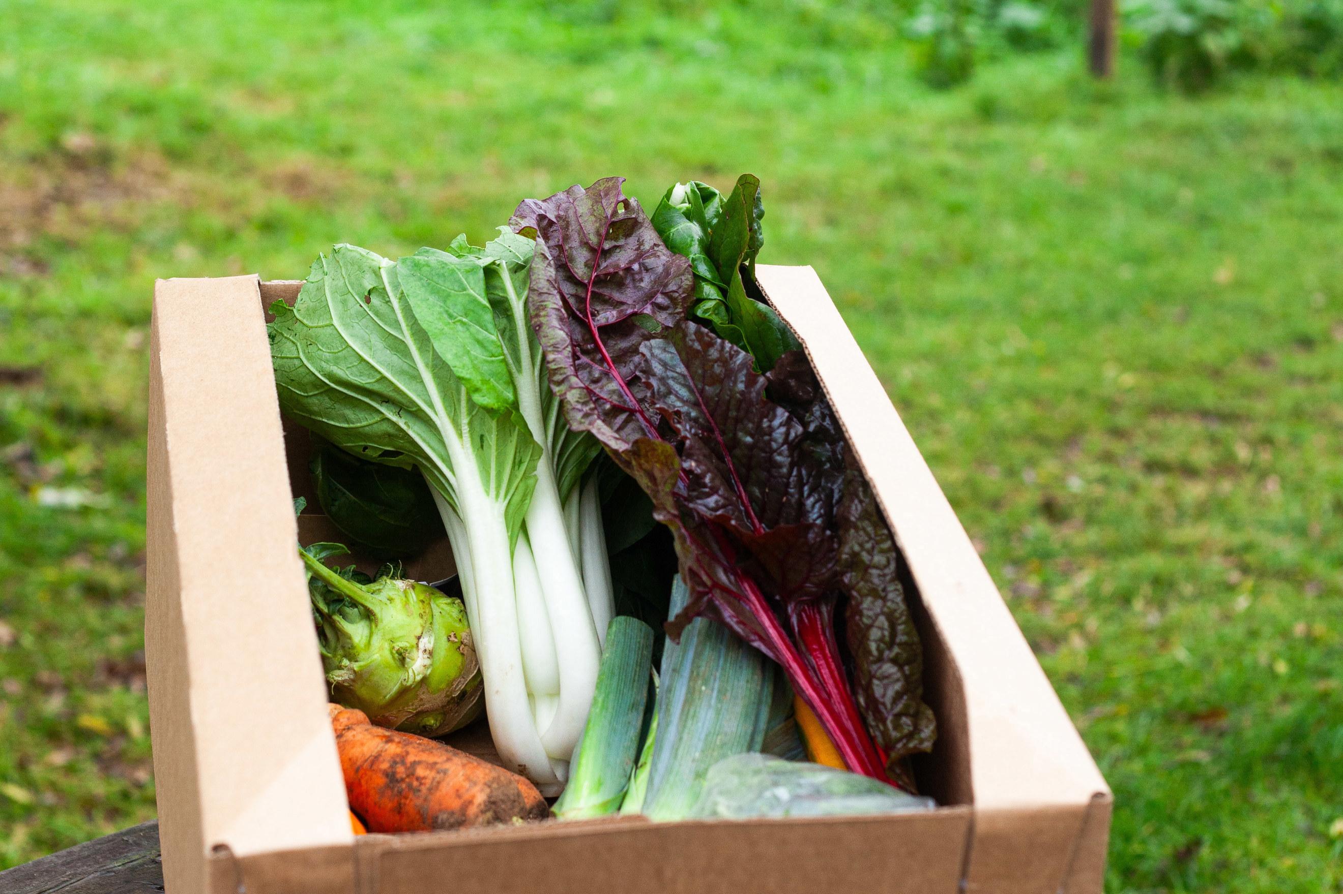 Giant Veg Box Organic