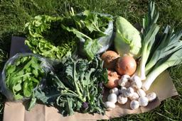 Image of Root Free Veg Box Medium Organic
