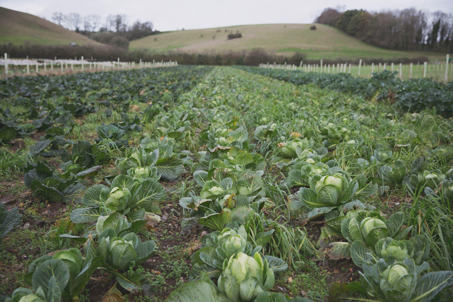Tolhurst Organic
Veg Boxes