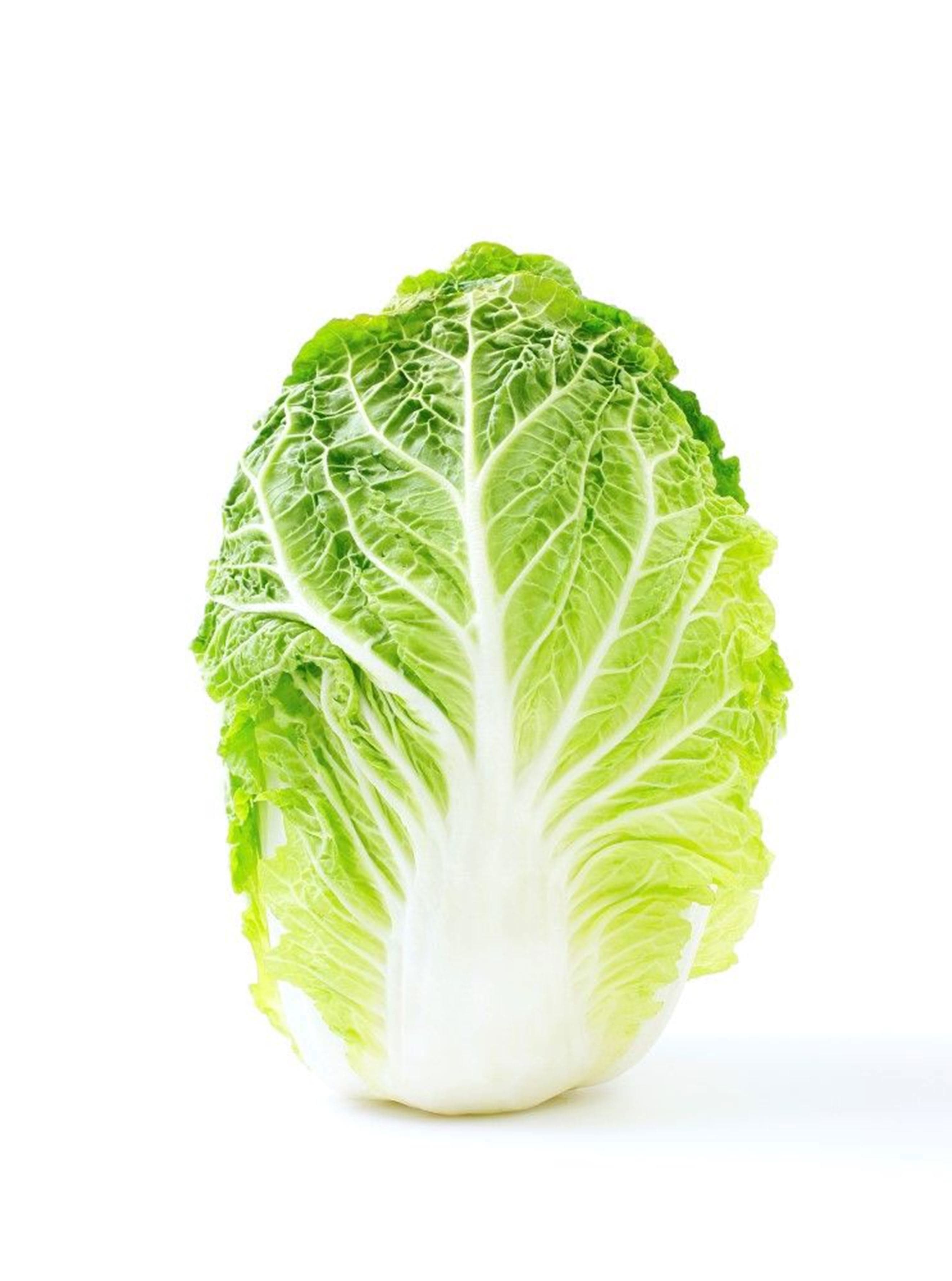 Cabbage Chinese Organic