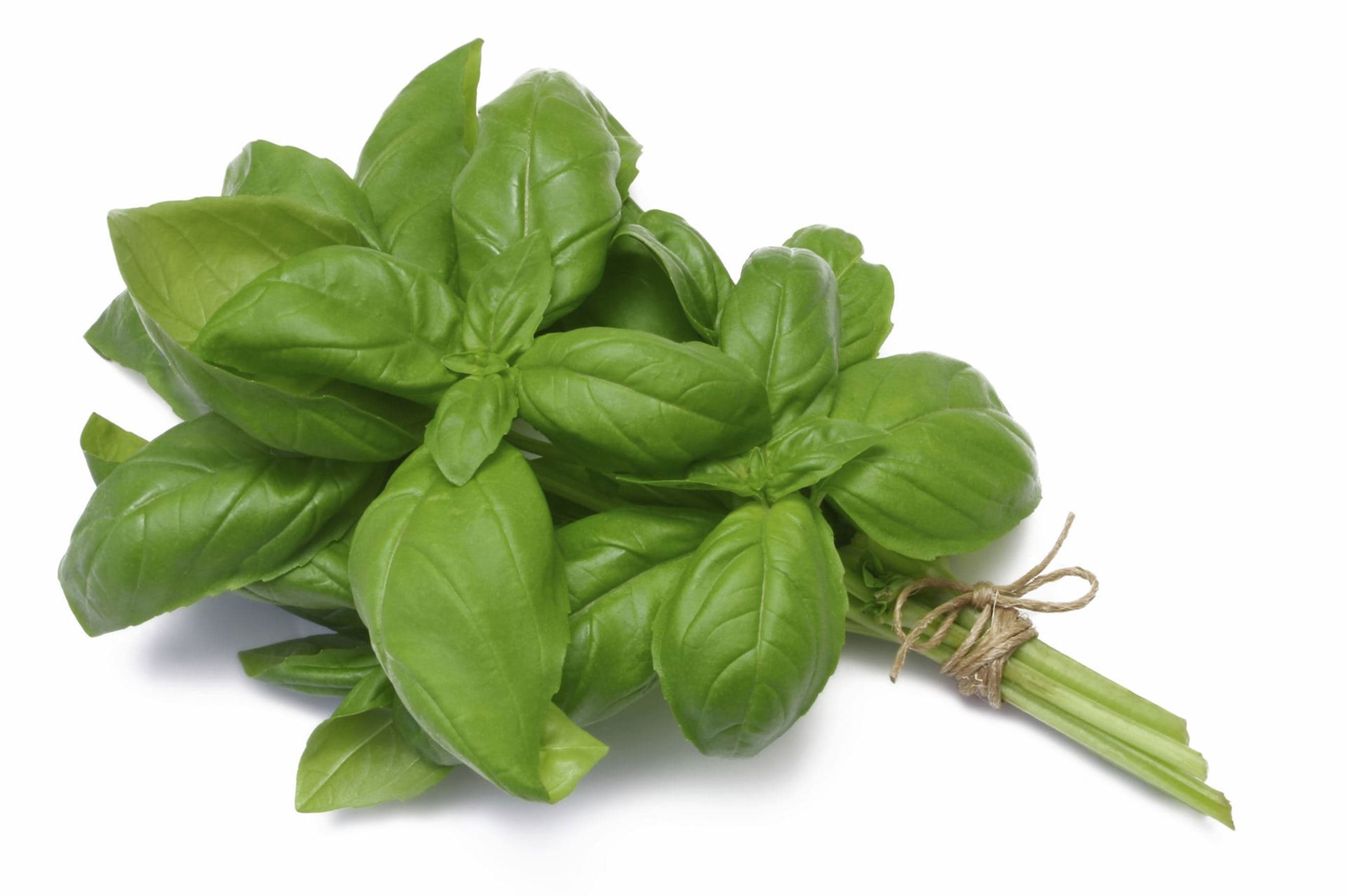 Basil Organic (Pesto Pack)