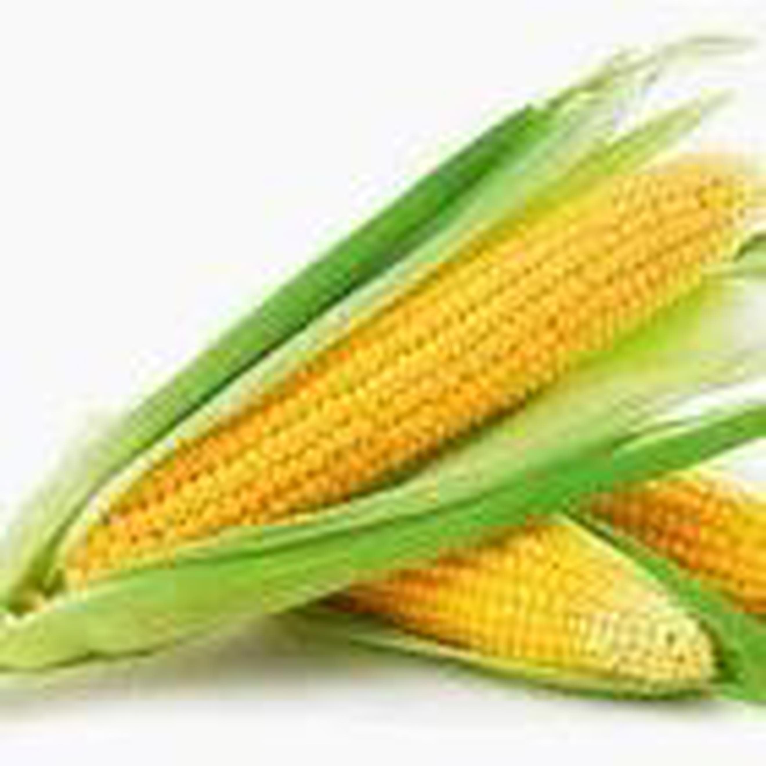 Sweetcorn Organic
