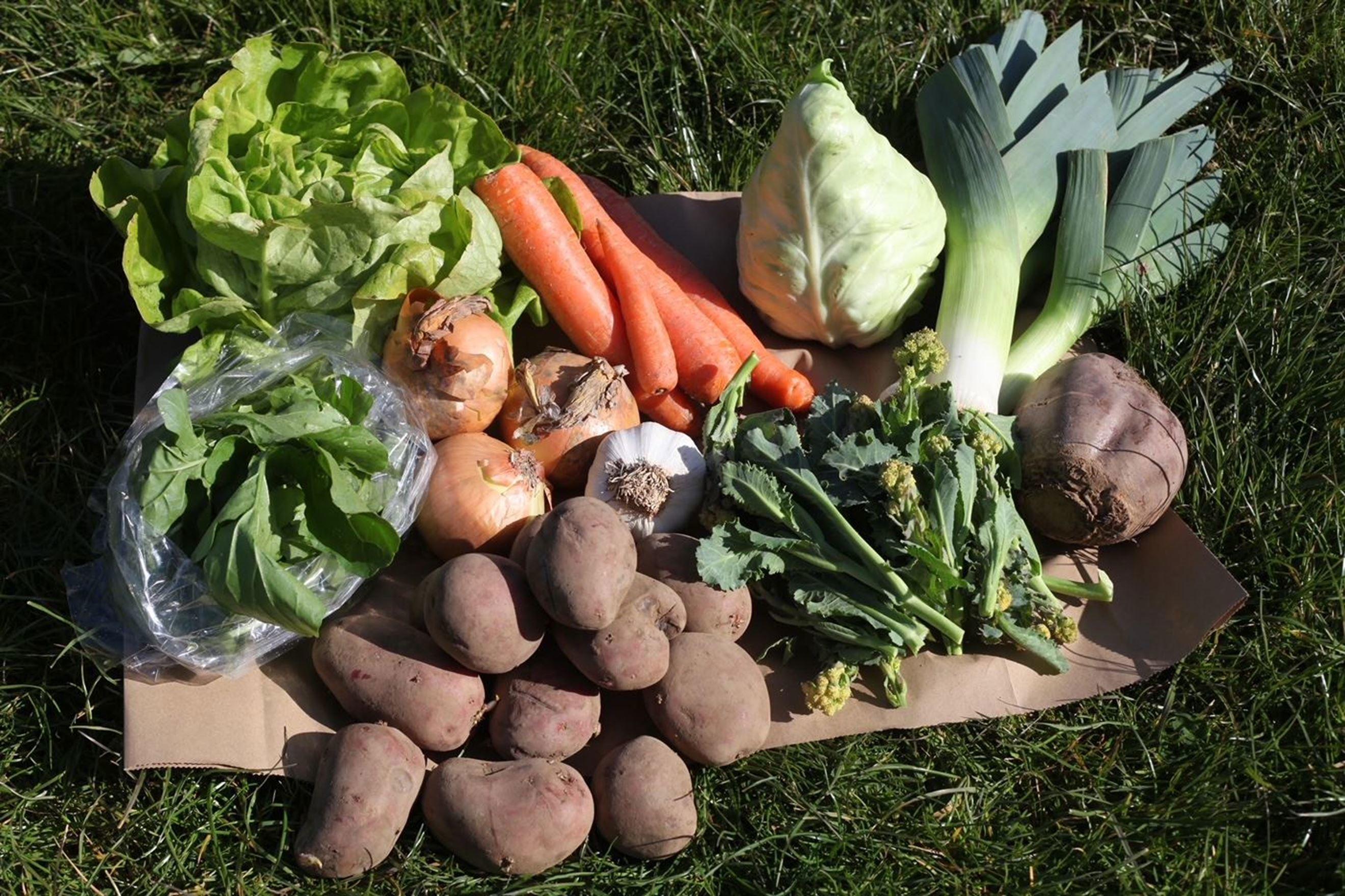Standard Organic Veg Boxes
